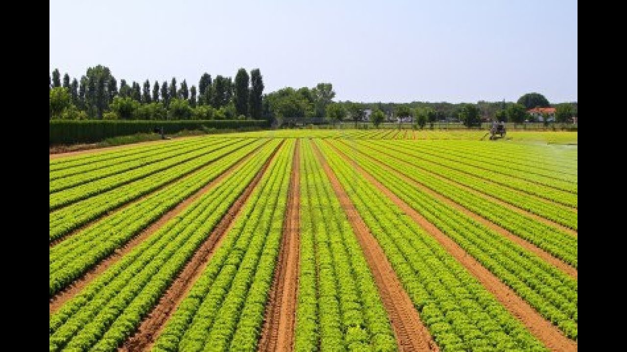 INSÉCURITÉ ALIMENTAIRE : PLAIDOYER POUR UNE AGRICULTURE DURABLE