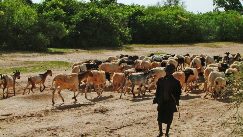 le Sénégal et 4 autres pays du sahel bénéficient d’un montant de 375millions de dollars pour la Résilience des systèmes pastoraux