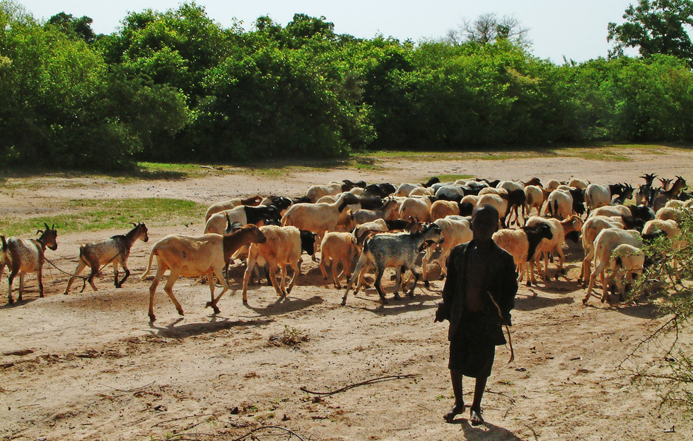 le Sénégal et 4 autres pays du sahel bénéficient d’un montant de 375millions de dollars pour la Résilience des systèmes pastoraux