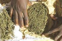 Guédiawaye: le mécanicien dealer alpagué avec 17 kg de drogue