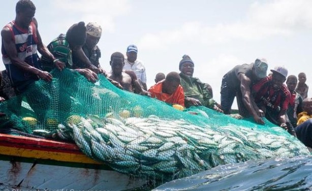 Ngor: La raréfaction des poissons dans les eaux sénégalaises inquiètent les pêcheurs