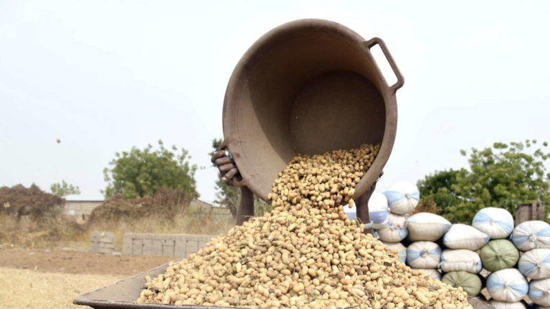 Agriculture: la récolte de l’arachide en phase de débuter en Afrique de l’Ouest