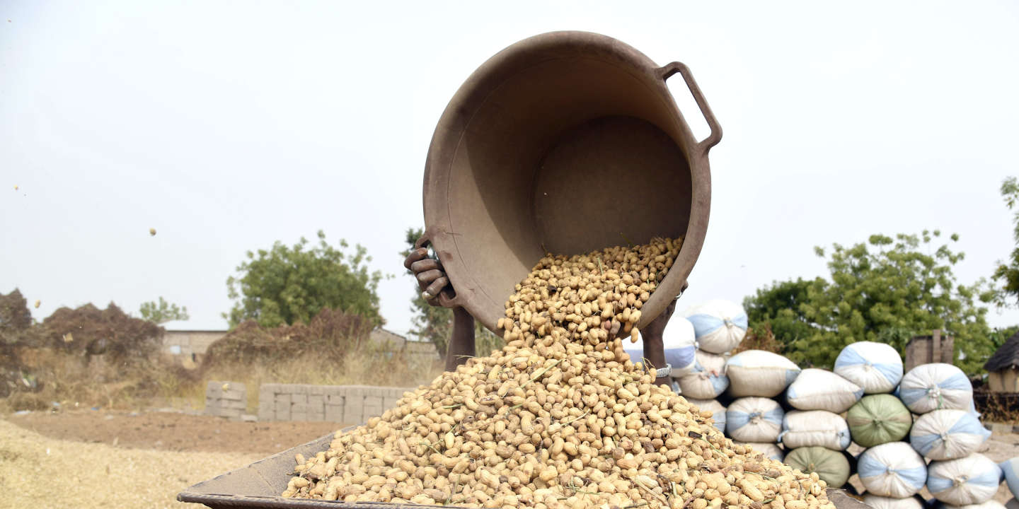 Agriculture: la récolte de l’arachide en phase de débuter en Afrique de l’Ouest